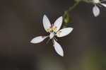 Michaux's saxifrage